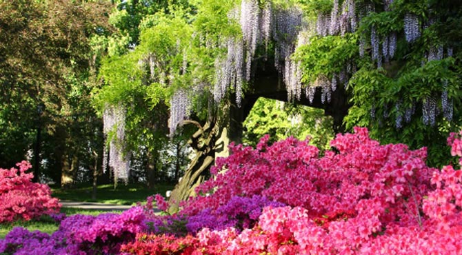 Brooklyn Botanic Garden